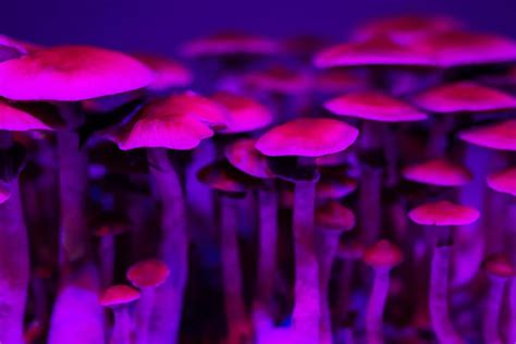 The impact of long-term magic mushroom use on mental health.